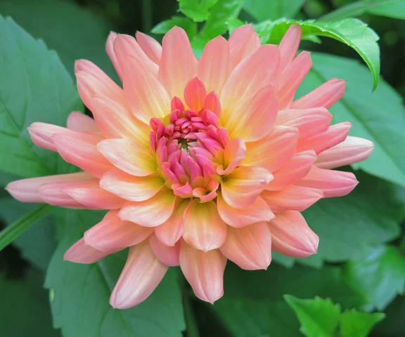 Dahlia Lectures — Betsy Szymczak